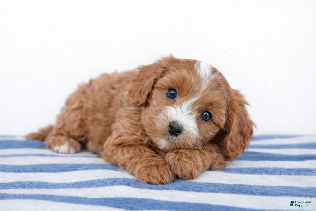 Cockapoo dogs for sale: 💙💙 Charlie 💙💙 - Ad 2