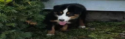 Miniature Australian Shepherd dogs for sale: #8 Gus - Ad 4