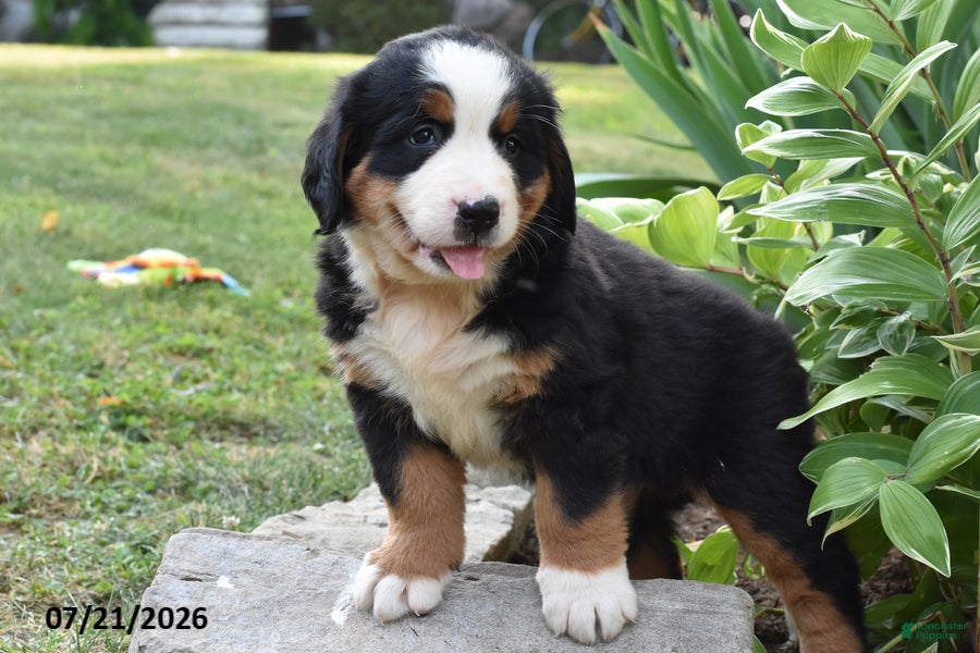 Bernese Mountain Dog dogs Emmy - Ad 2