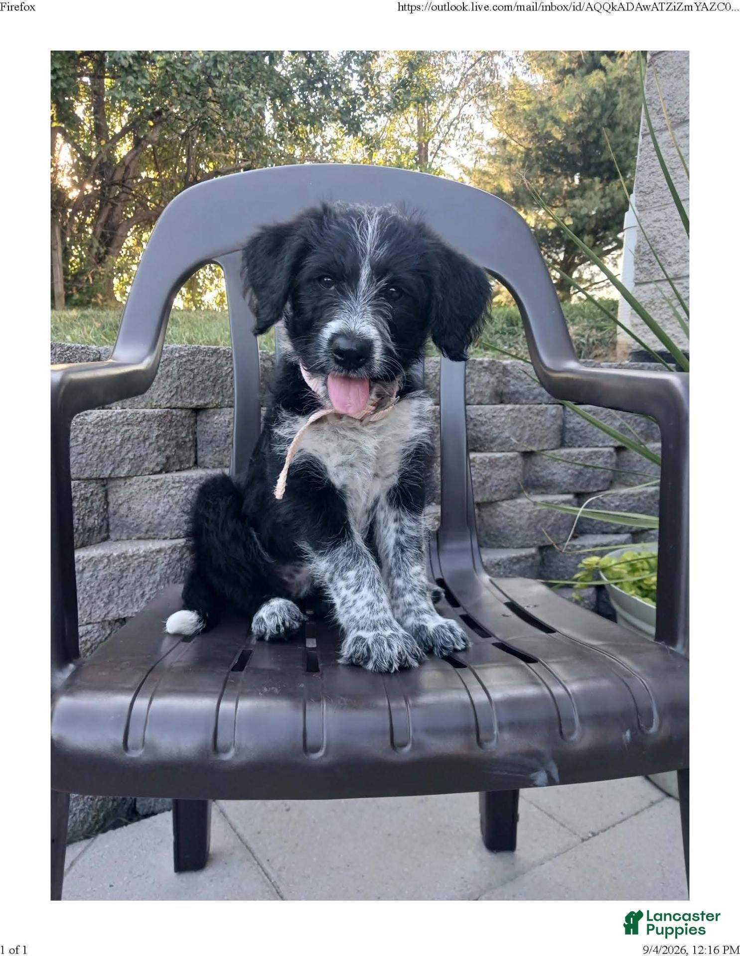 Mixed Breed dogs Mabel - Ad 1