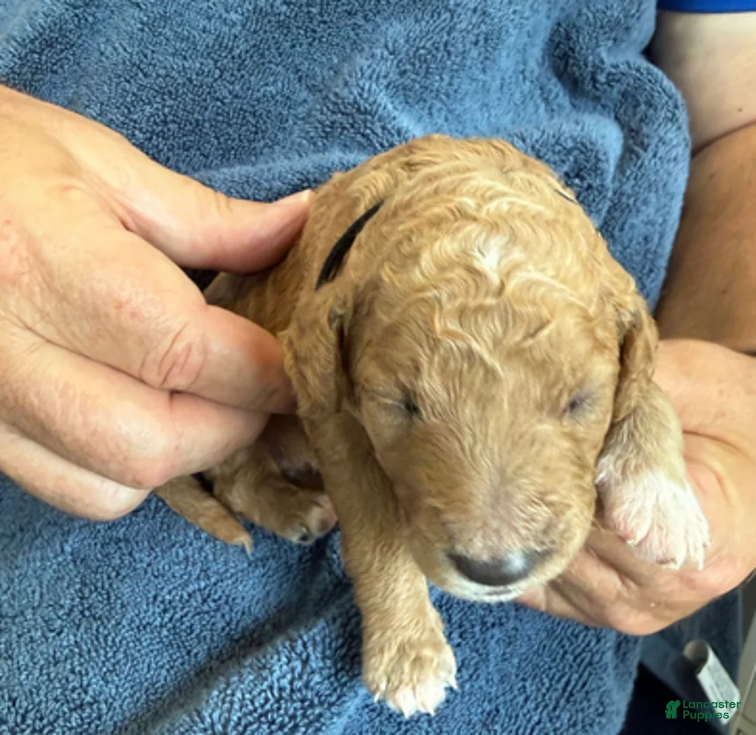 Goldendoodle dogs for sale: Male Black Collar(Romeo) - Ad 3