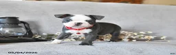Boston Terrier dogs for sale: Kendrick - Ad 1