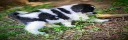 Mixed Breed dogs for sale: Cloud - Ad 2