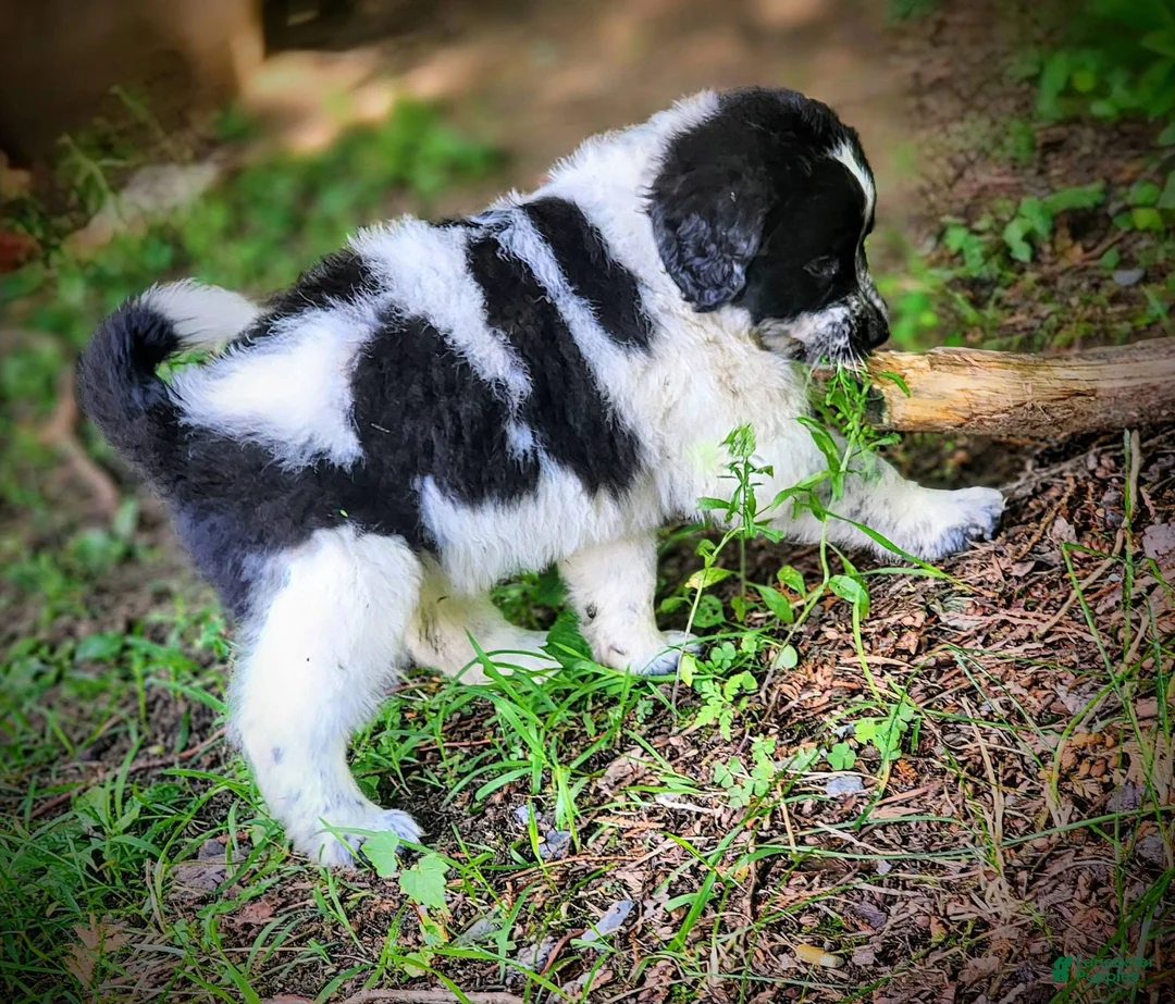 Mixed Breed dogs for sale: Cloud - Ad 2