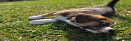 Mixed Breed dogs for sale: Mixed Breed Puppy 1 - Ad 5
