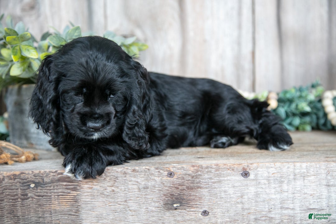 Cocker Spaniel dogs for sale: Duke - Ad 3