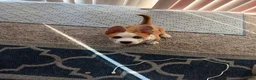 Welsh Corgi Pembroke dogs for sale: Welsh Corgi Pembroke  - Ad 2