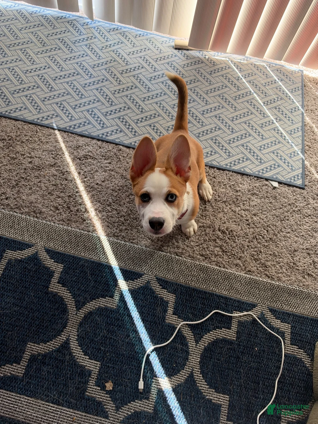 Welsh Corgi Pembroke dogs for sale: Welsh Corgi Pembroke  - Ad 2