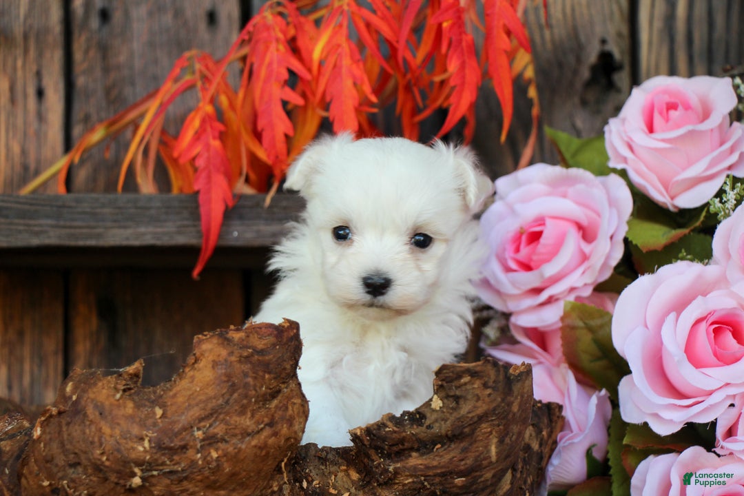 Maltese dogs for sale: Tinkerbell - Ad 3