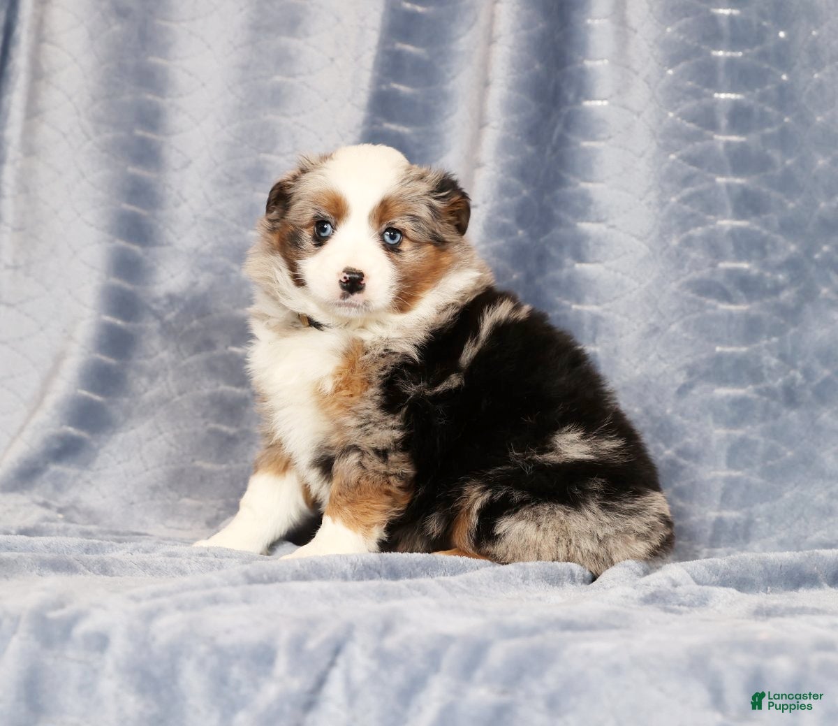 Miniature Australian Shepherd dogs Emmy - Ad 1
