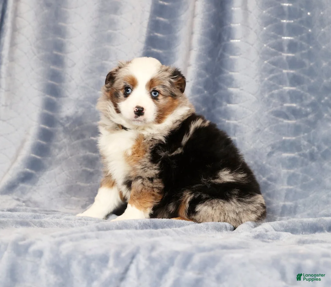 Miniature Australian Shepherd dogs for sale: Emmy - Ad 1