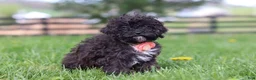 Miniature Poodle dogs for sale: Iris - Ad 3