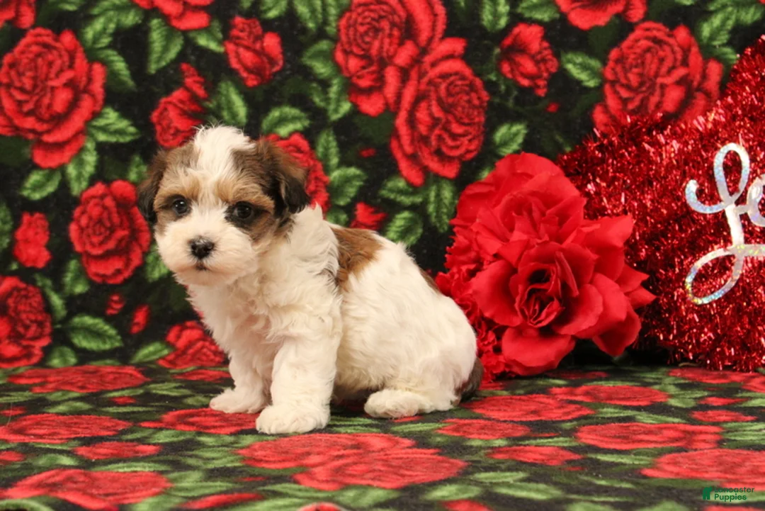 Maltipoo dogs for sale: Howard - Ad 4