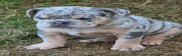 English Bulldog dogs for sale: Tinsel the lilac merle  - Ad 12