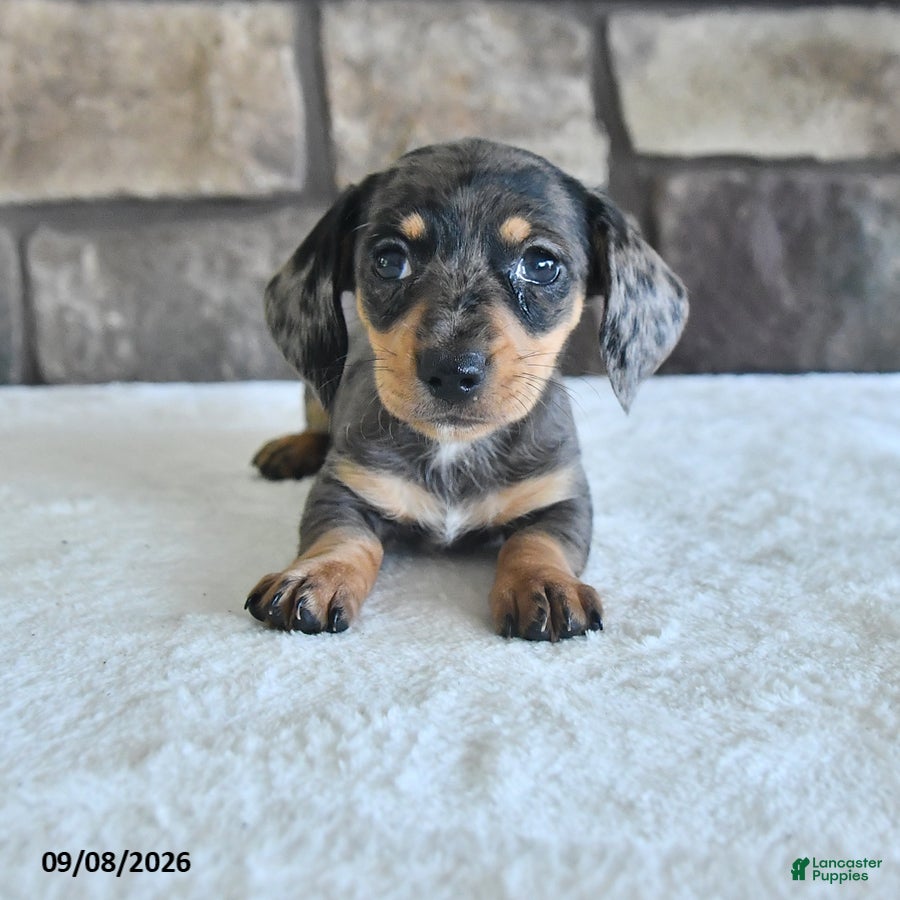 Miniature Dachshund dogs Lola - Ad 1