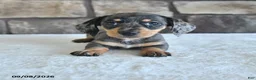 Miniature Dachshund dogs for sale: Lola - Ad 1