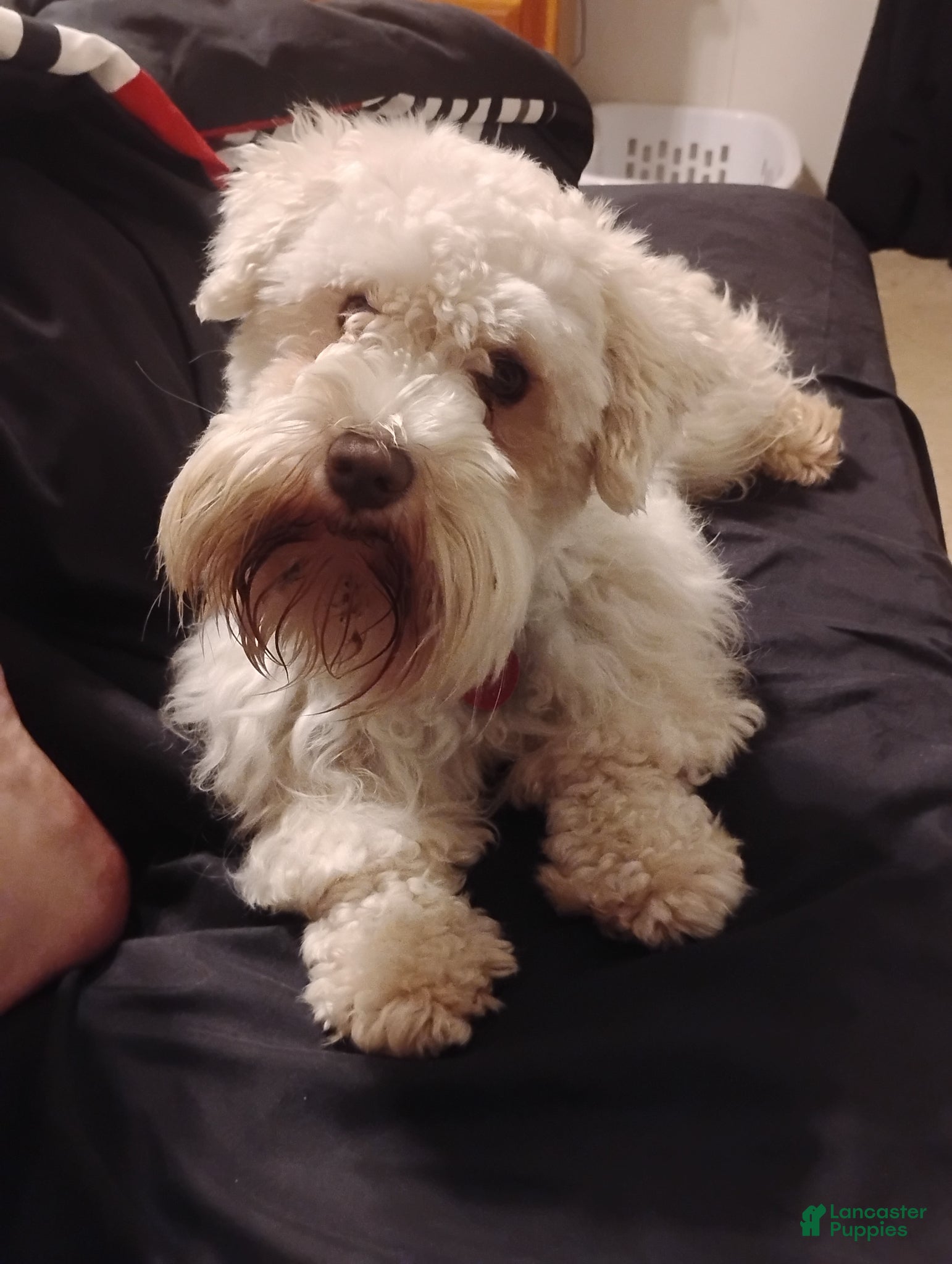 Miniature Schnauzer dogs Miniature Schnauzer Puppy 1 - Ad 37