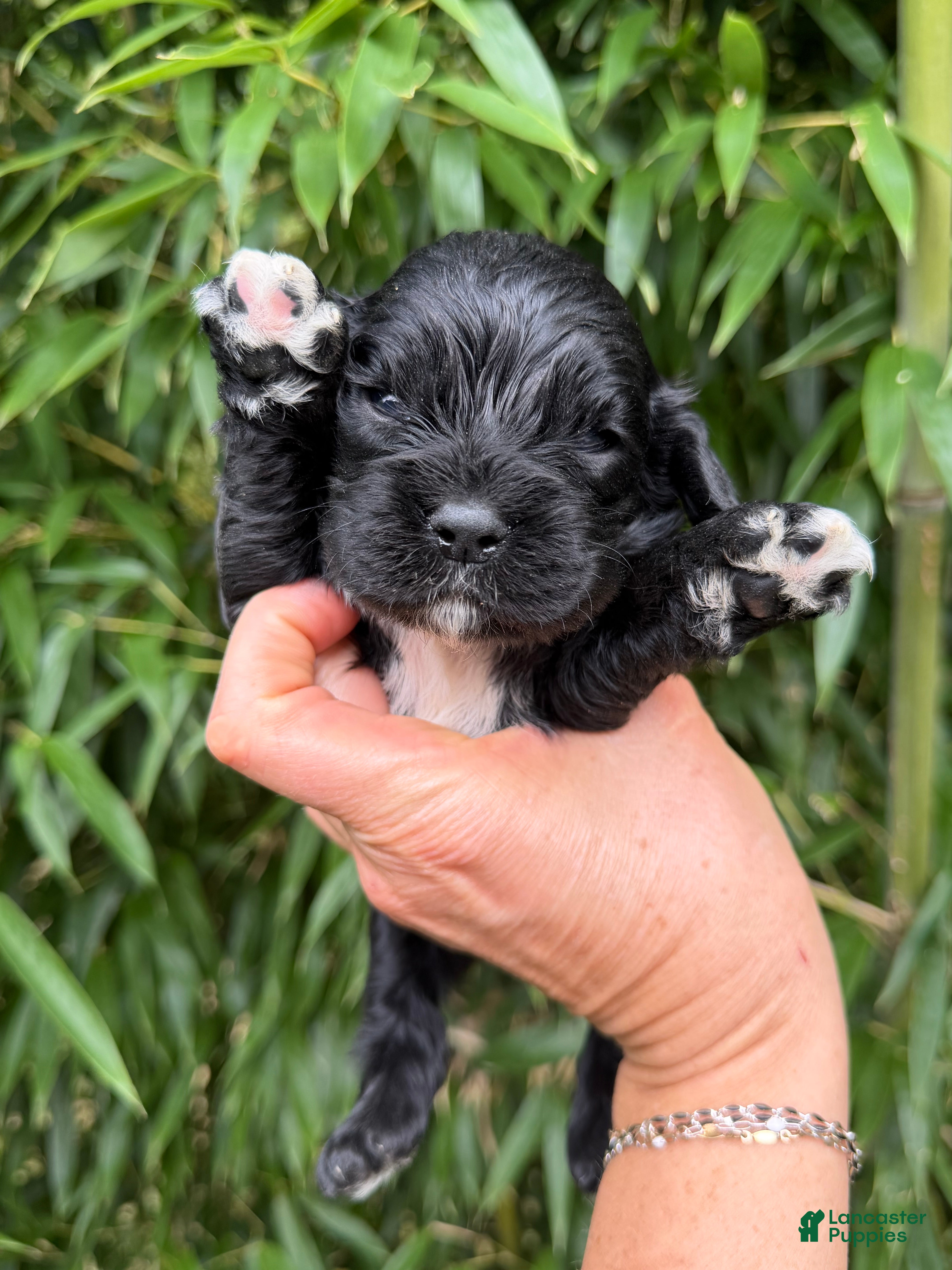 Cocker Spaniel dogs Cocker Spaniel 2 - Ad 39