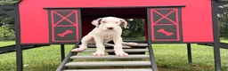 Great Dane dogs for sale: Pearl Great Dane  - Ad 4
