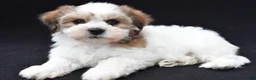 Shihpoo dogs for sale: Riley - Ad 5