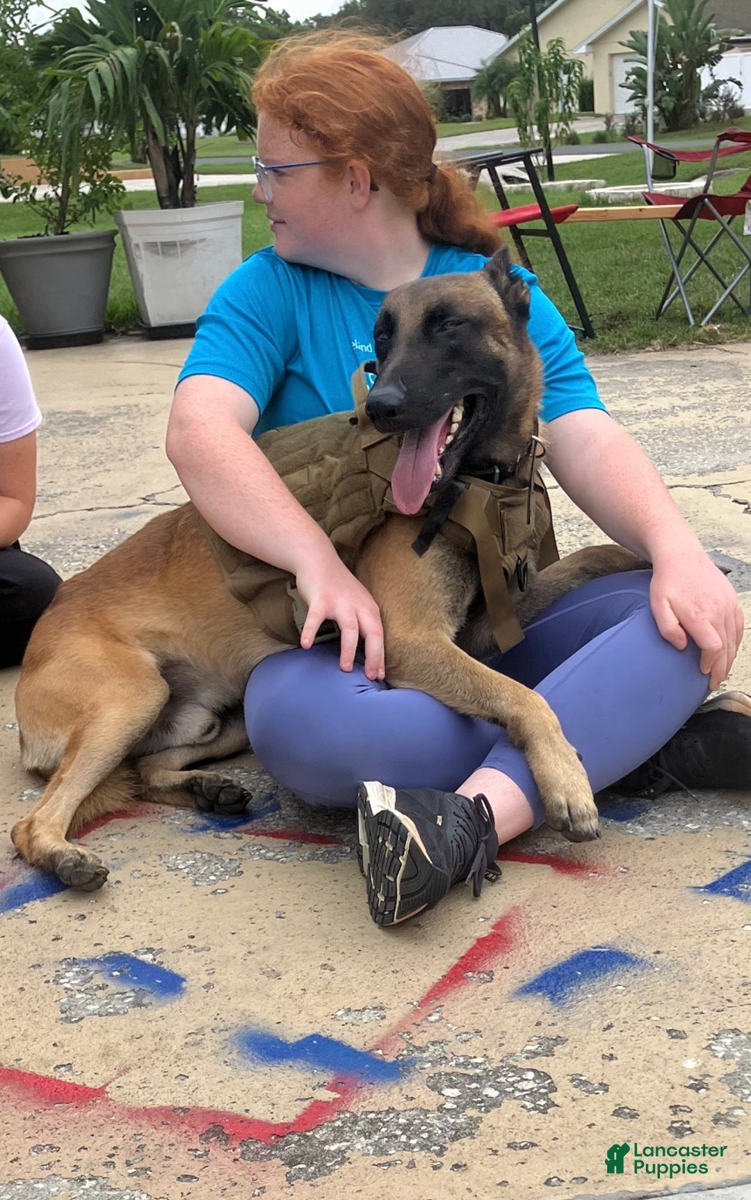 Belgian Malinois dogs for sale: Belgian Malinois male  - Ad 6