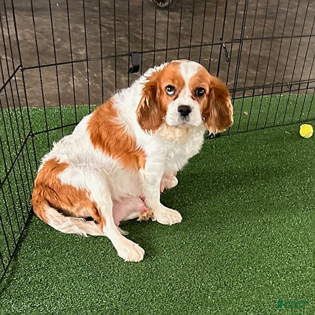 Cavapoo dogs for sale: Clementine - Ad 4