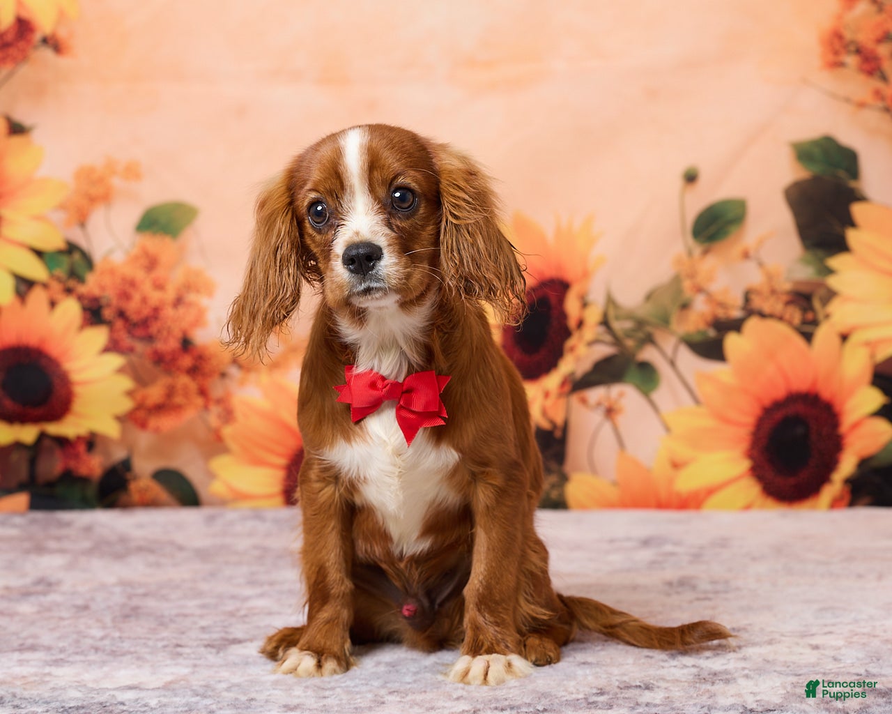 Cavalier King Charles Spaniel dogs for sale: Clyde - Ad 1