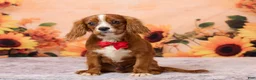 Cavalier King Charles Spaniel dogs for sale: Clyde - Ad 1
