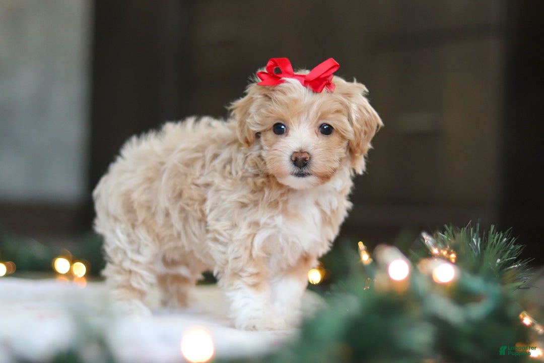 Havapoo dogs for sale: Dumpling - Ad 5