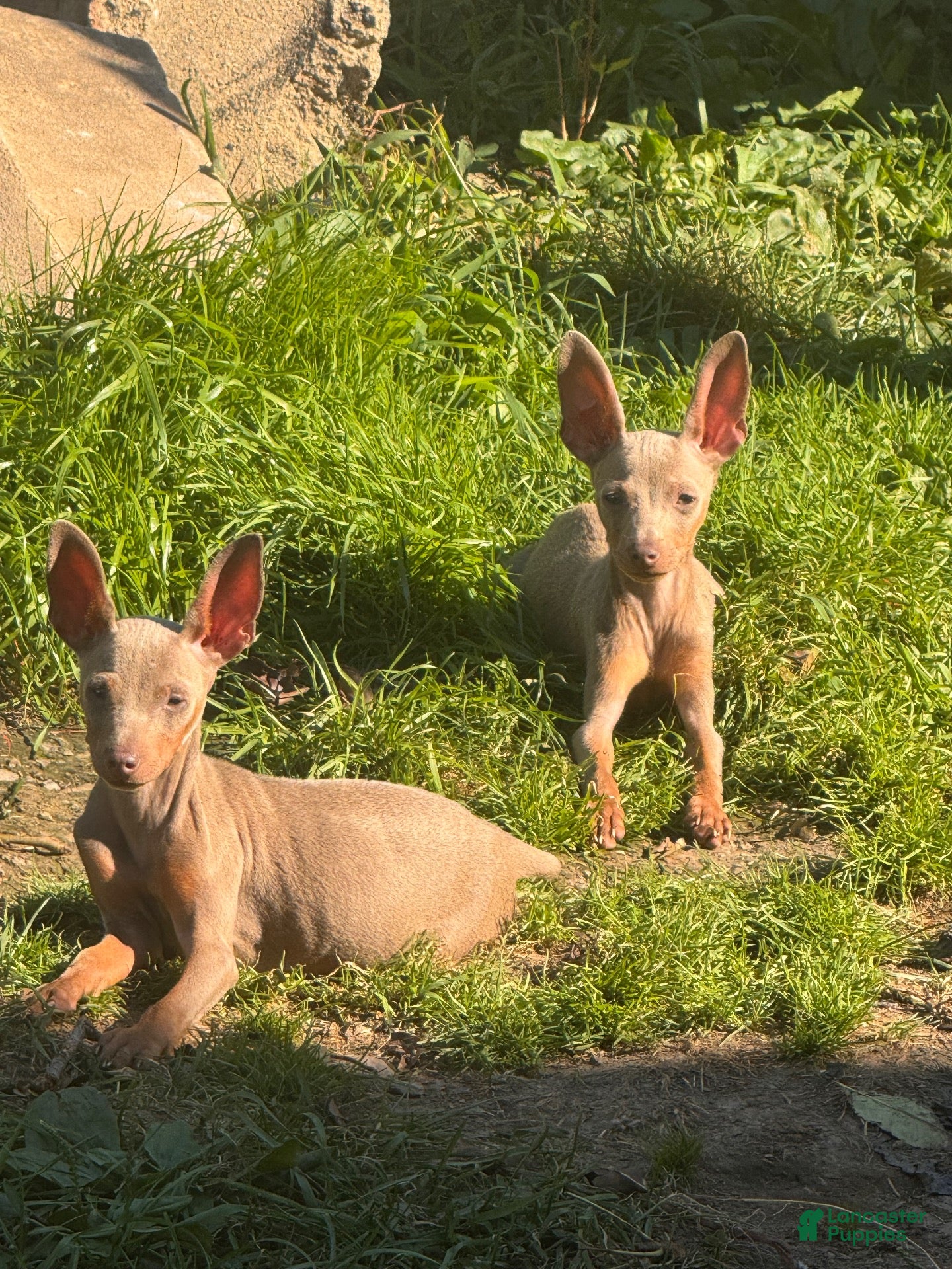 Miniature Pinscher dogs Ghost - Ad 1