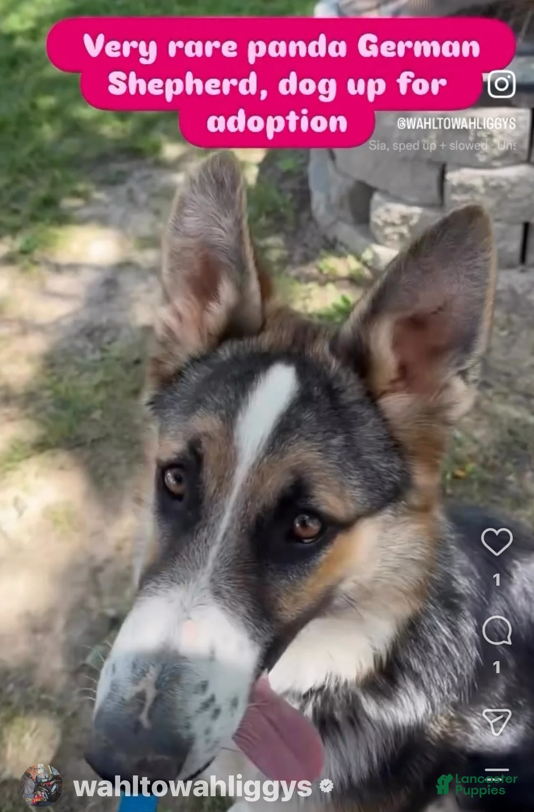 German Shepherd dogs for sale: German Shepherd 1 - Ad 1