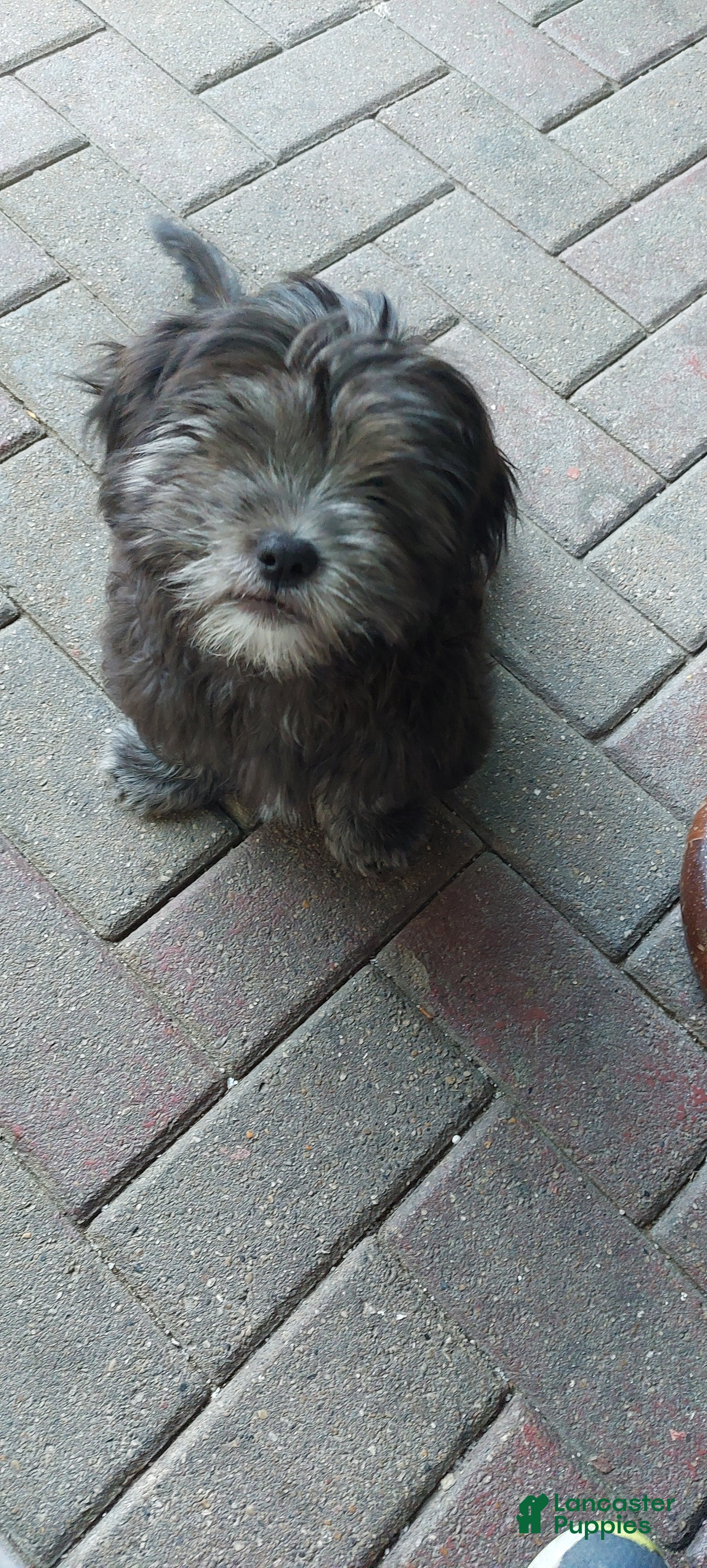 Shih Tzu dogs Shih Tzu Puppy 3 - Ad 1