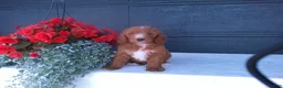 Goldendoodle dogs for sale: Buddy  - Ad 8