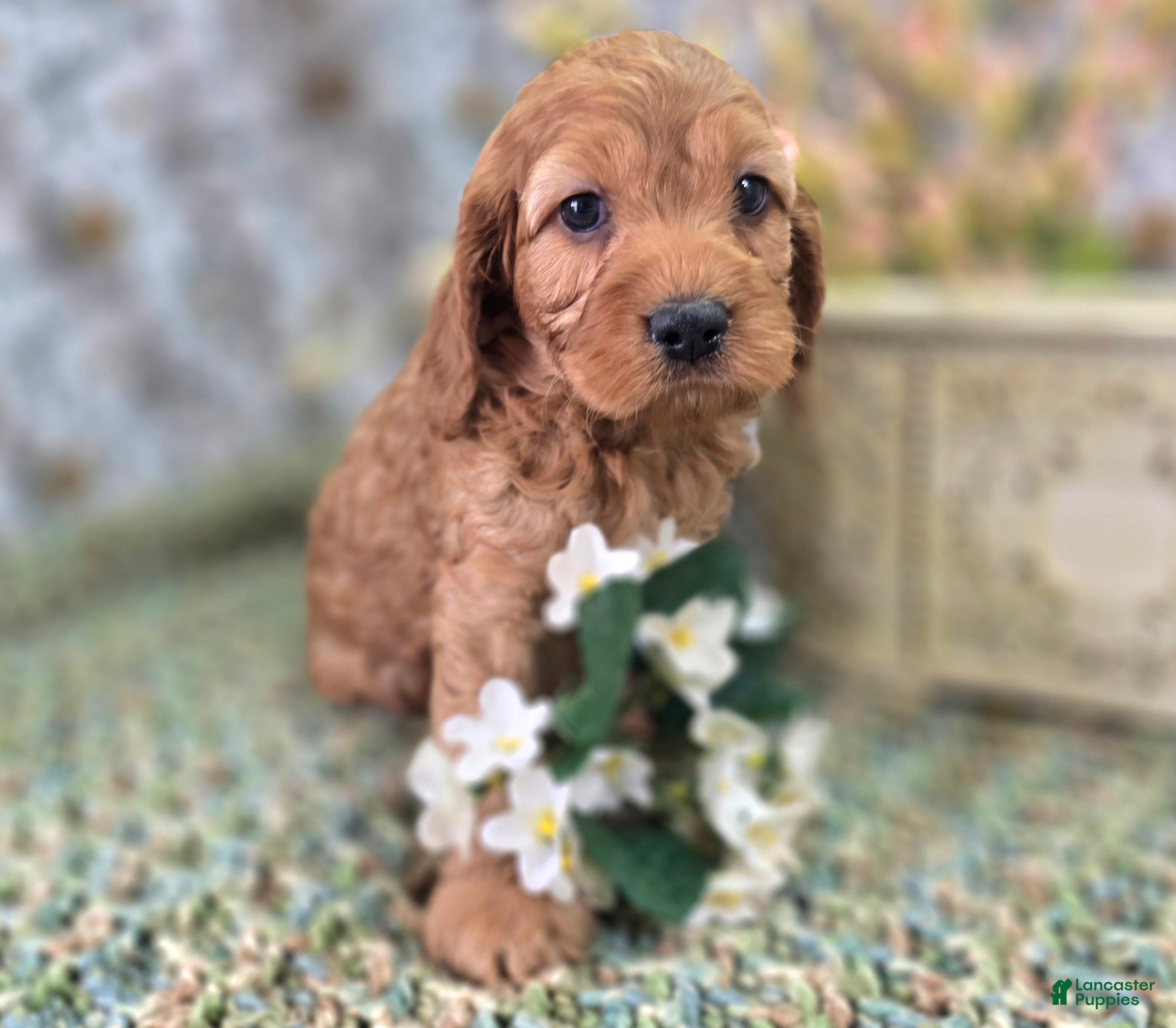 Cockapoo dogs Sundog - Ad 18
