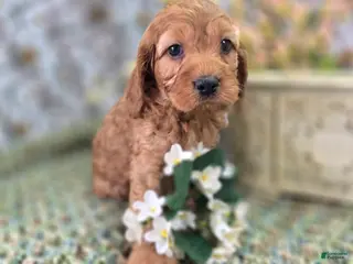 Cockapoo dogs Sundog - Ad 13