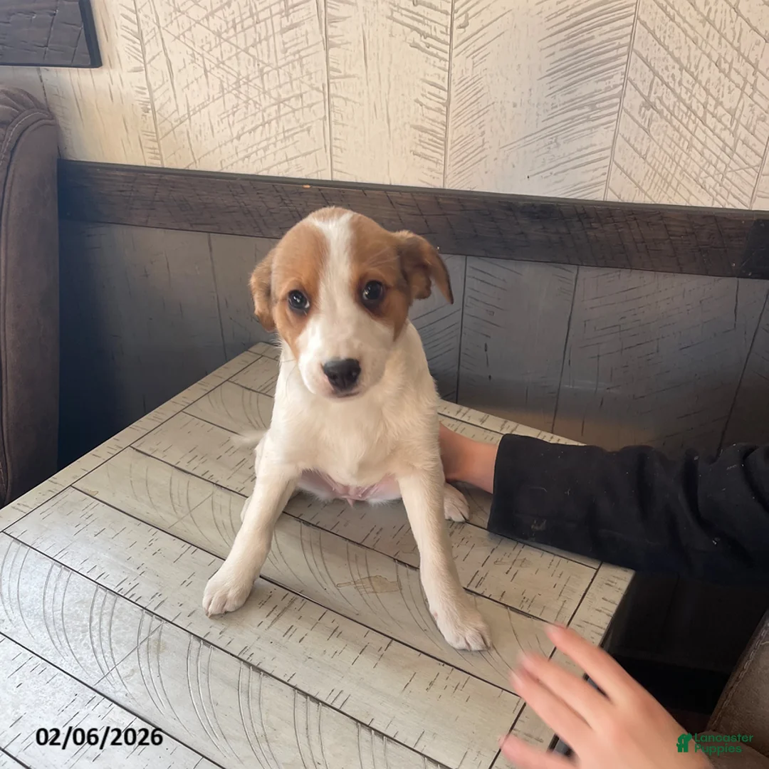 Mixed Breed dogs for sale: Stacey - Ad 1