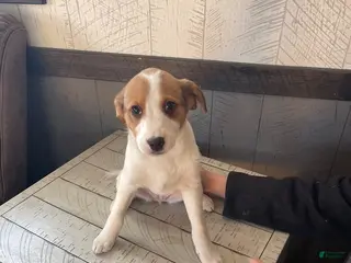 Mixed Breed dogs Stacey - Ad 3