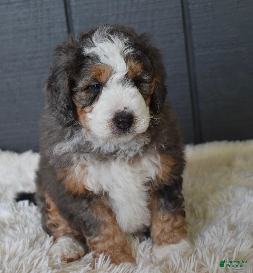 Mini Bernedoodle dogs Jett F1b - Ad 2