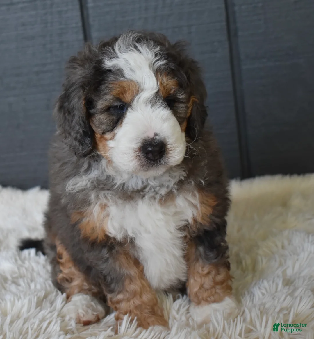 Mini Bernedoodle dogs for sale: Jett F1b - Ad 2
