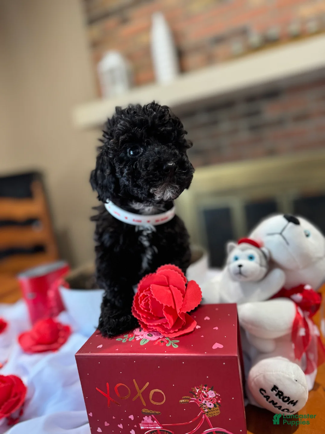 Toy Poodle dogs for sale: Mamba - Ad 4