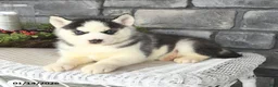 Siberian Husky dogs for sale: Gloria - Ad 3