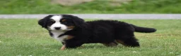 Bernese Mountain Dog dogs for sale: Clover - Ad 14