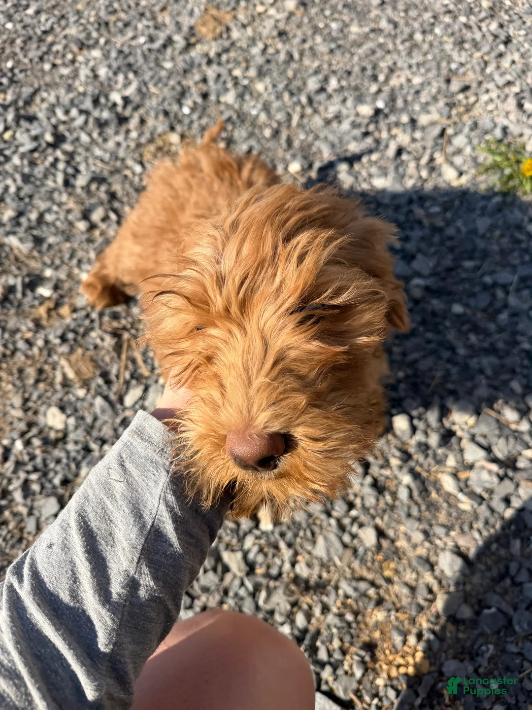 Labradoodle dogs for sale: Labradoodle lime green - Ad 1