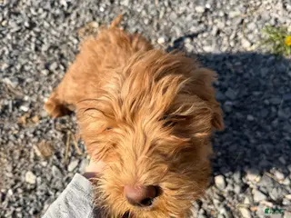 Labradoodle dogs Labradoodle Lime Green - Ad 21