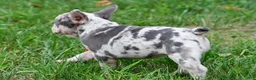 French Bulldog dogs for sale: Roxy - Ad 17