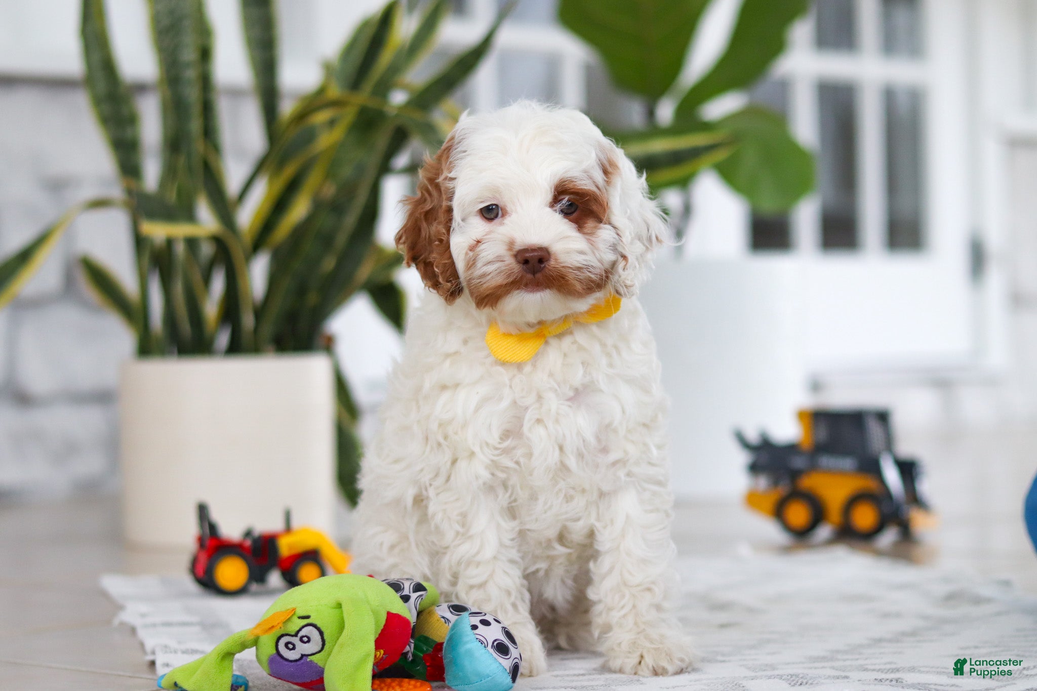 Cockapoo dogs Juniper - Ad 2