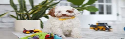 Cockapoo dogs for sale: Juniper - Ad 2