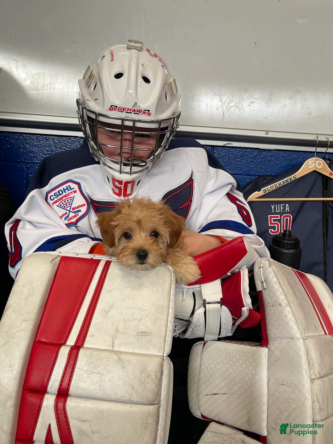 Maltipoo dogs for sale: Maltipoo Puppy 1 - Ad 3