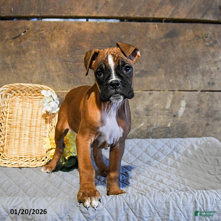 Boxer dogs Nutmeg - Ad 16