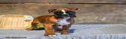 Boxer dogs for sale: Nutmeg - Ad 1